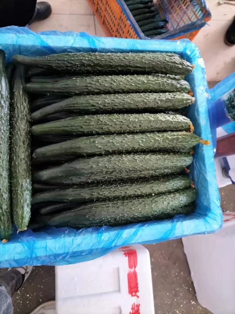 密刺黄瓜脆嫩多汁现摘现发大量供应品质保证量大优惠
