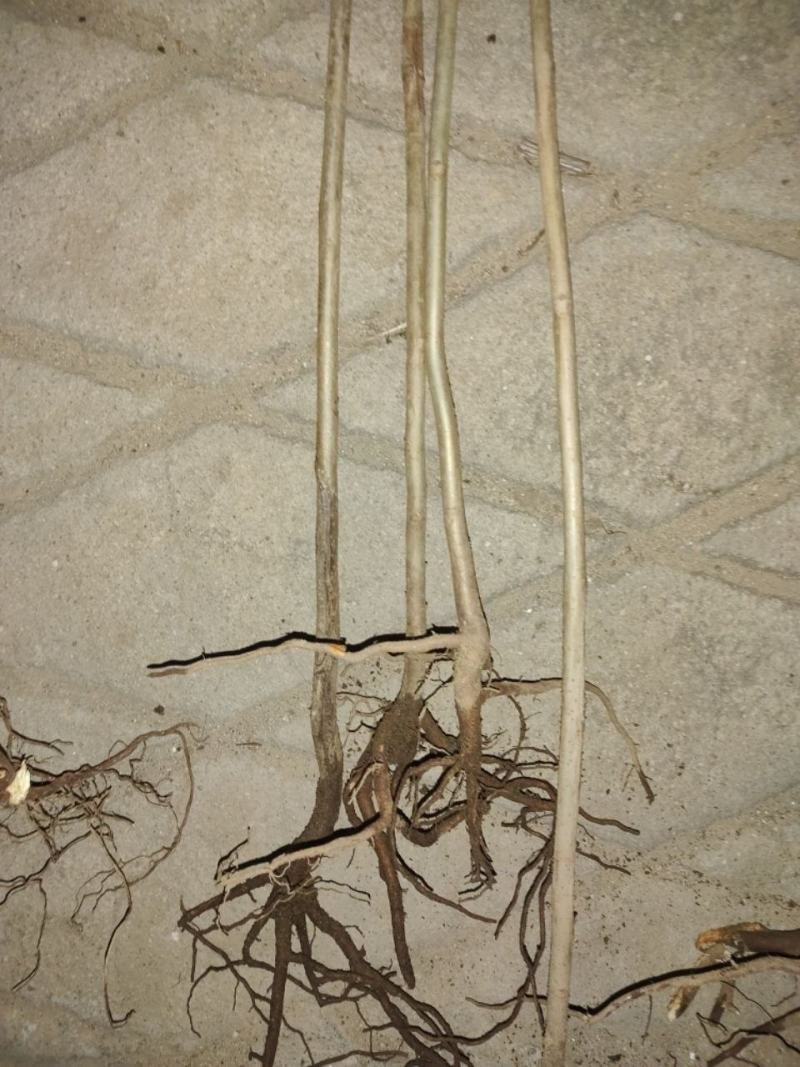 红油香椿苗树绿油香椿树苗产量高四季食用椿树苗盆栽地栽香椿