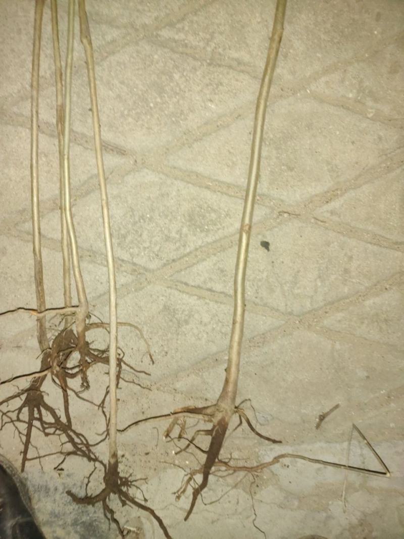 红油香椿苗树绿油香椿树苗产量高四季食用椿树苗盆栽地栽香椿