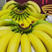 进口香蕉青蕉二黄蕉大量现货可现场看货，品质有保障