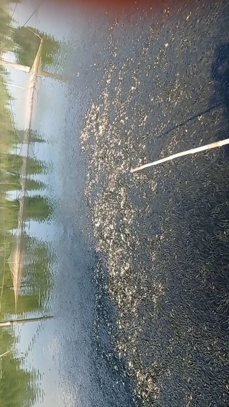 大量出售，翘嘴鱼苗，支持送货上门，货到付款。