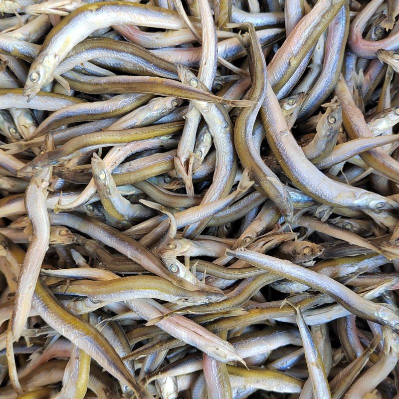 深海银针鱼，味道鲜美不咸，价格低廉，欢迎惠顾