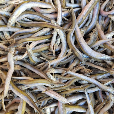 深海银针鱼，味道鲜美不咸，价格低廉，欢迎惠顾