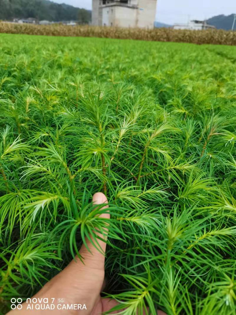 杉木苗，刺杉苗，杉树苗，适应荒山造林，木材优质易成活率高