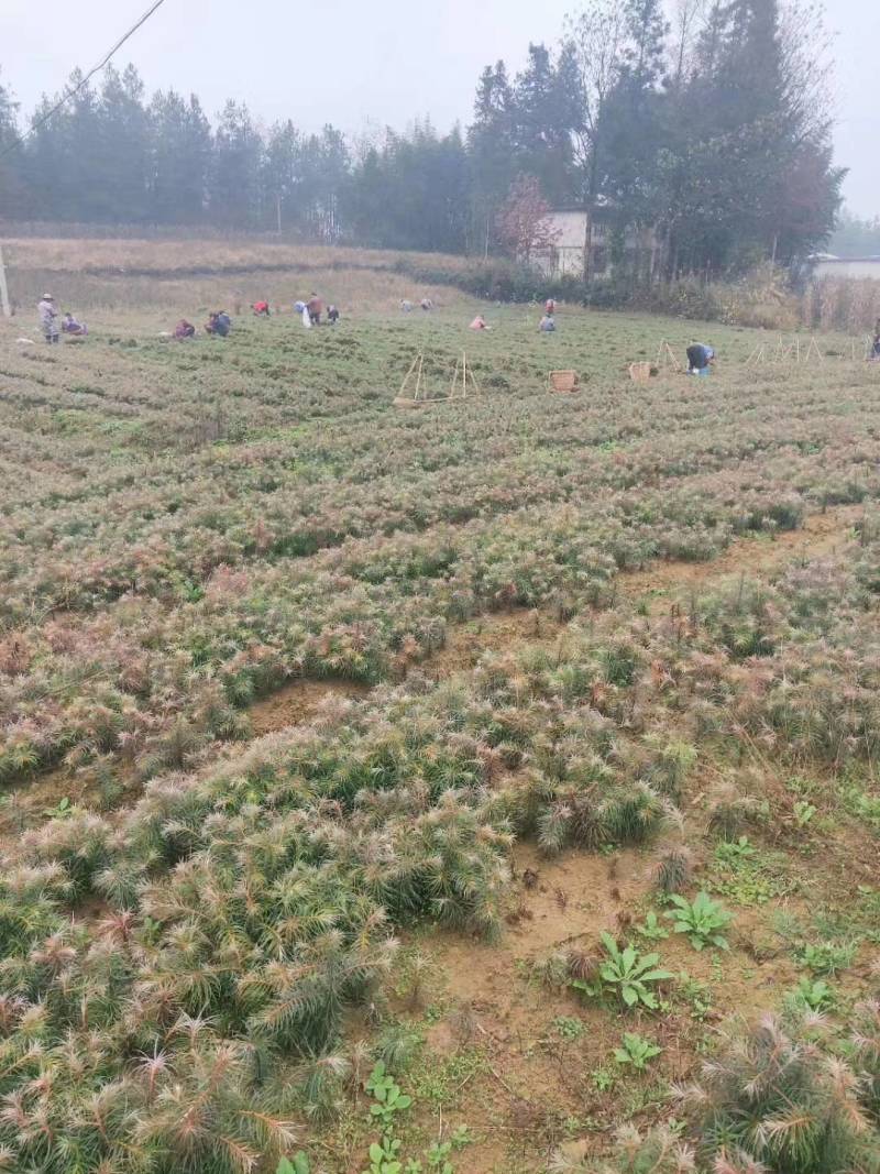 杉木苗，刺杉苗，杉树苗，适应荒山造林，木材优质易成活率高