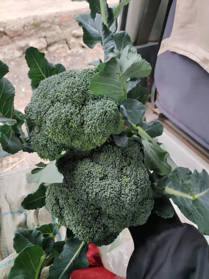 广西西兰花大量上市，清绿花型好看，有看上老联系我