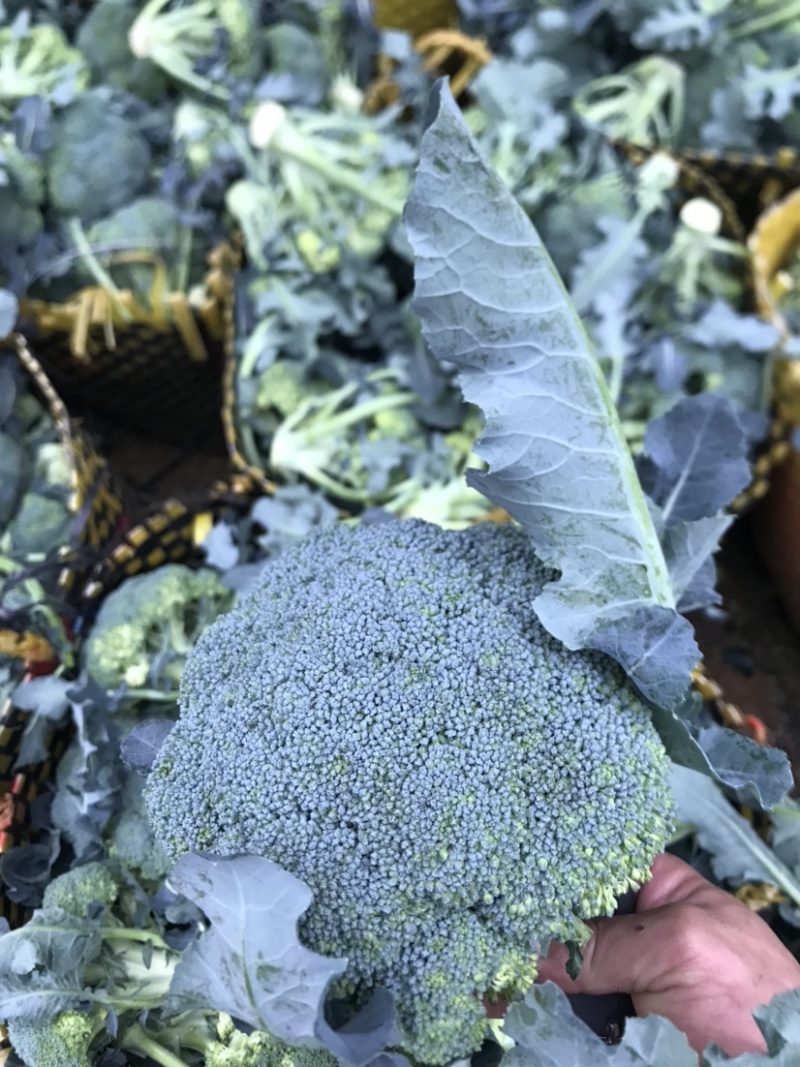 广西西兰花大量上市，清绿花型好看，有看上老联系我