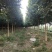 大叶女贞基地自家苗圃价低质优清田处理
