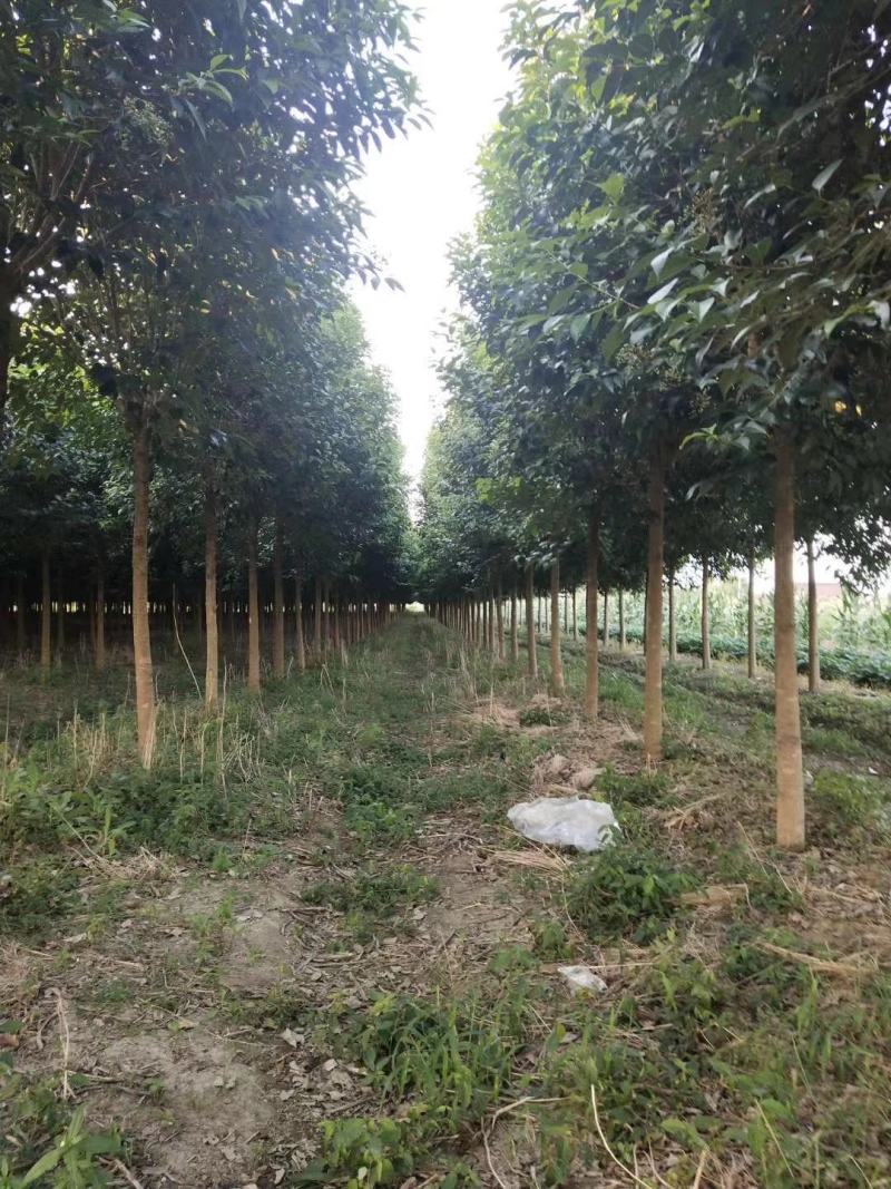 大叶女贞基地自家苗圃价低质优清田处理