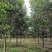 大叶女贞基地自家苗圃价低质优清田处理