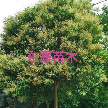 大叶女贞基地自家苗圃价低质优清田处理