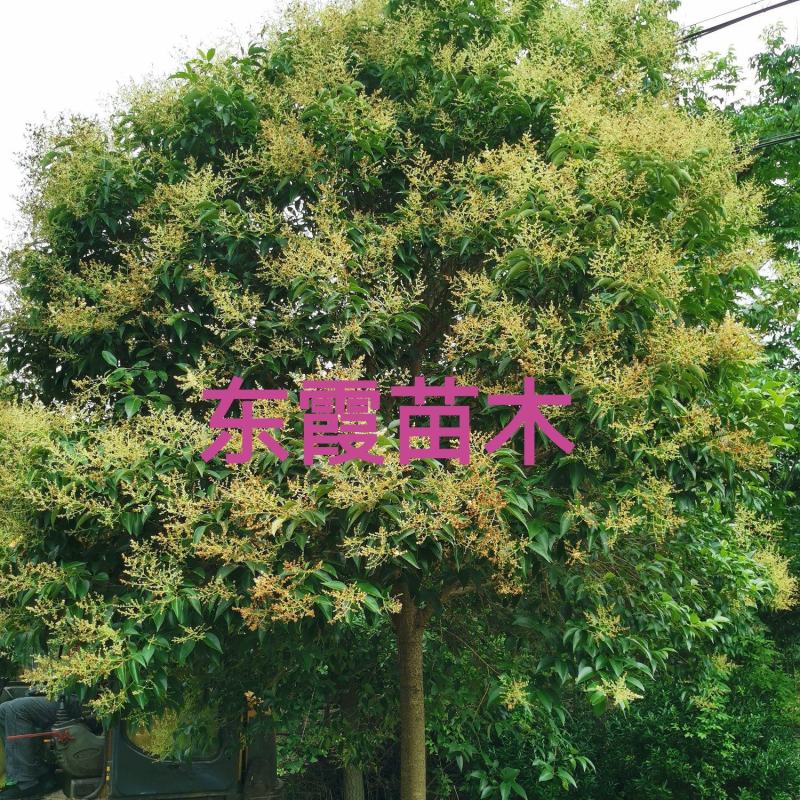 大叶女贞基地自家苗圃价低质优清田处理