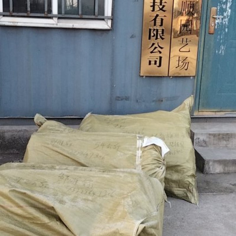 【热卖紫藤苗】紫藤苗多花紫藤苗庭院庄园别墅绿化庭院