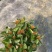 大叶龙船花