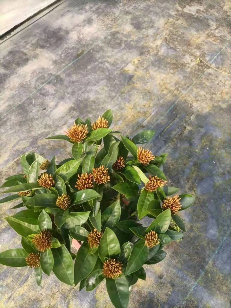 大叶龙船花