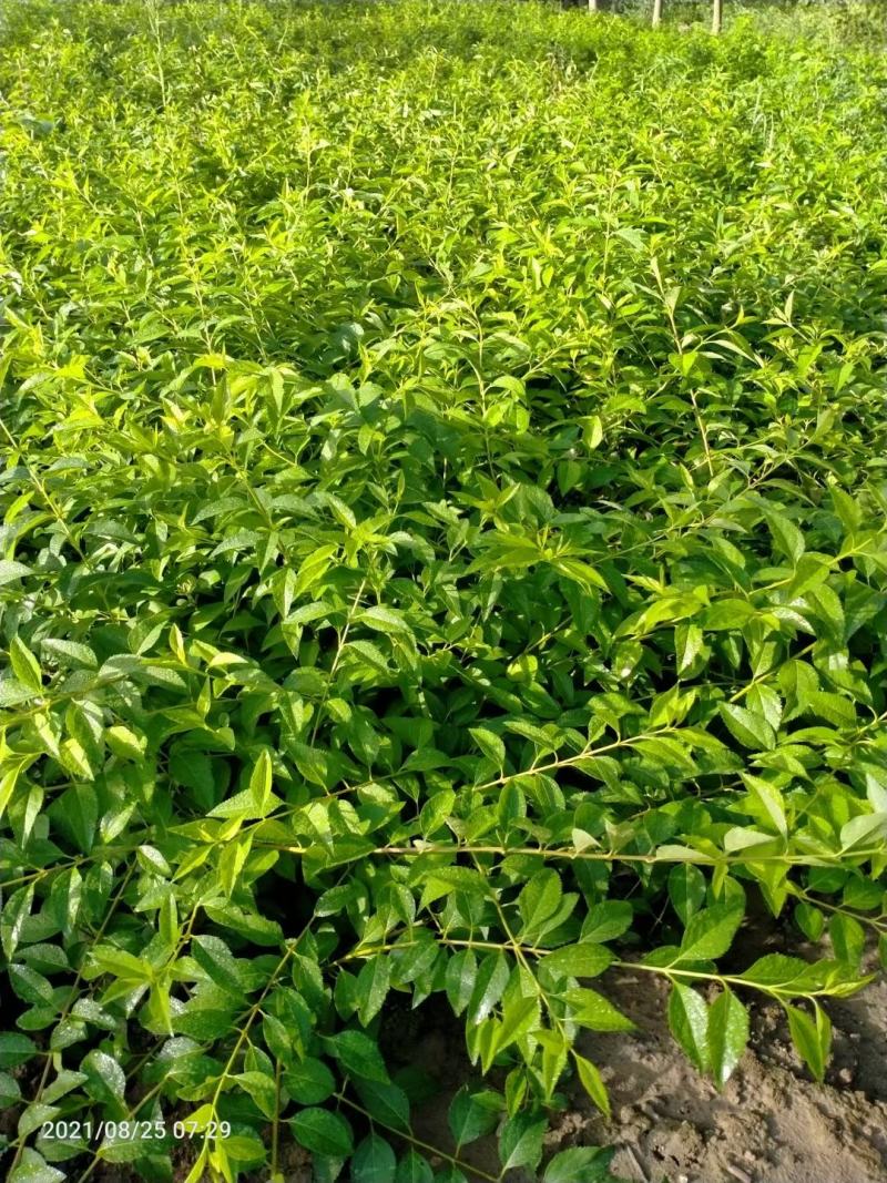 批发连翘苗，多分枝连翘，丛生连翘，连翘毛球热销中