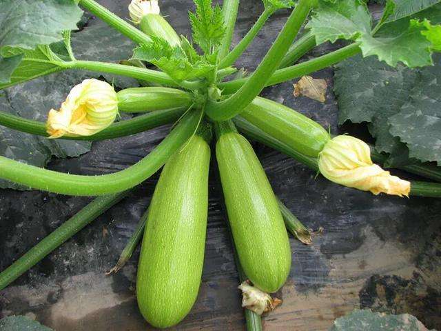 西葫芦植株与果实