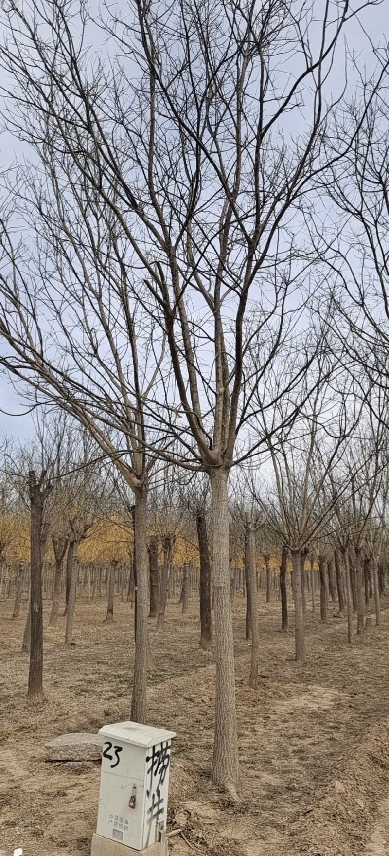 白蜡，国槐，各种规格常年供应