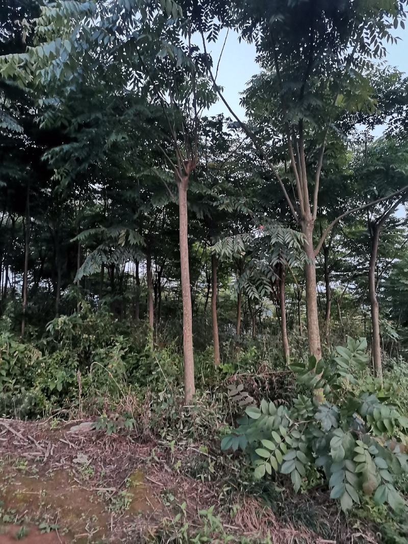 重庆巴南区栾树批发各种规格量大价格美丽