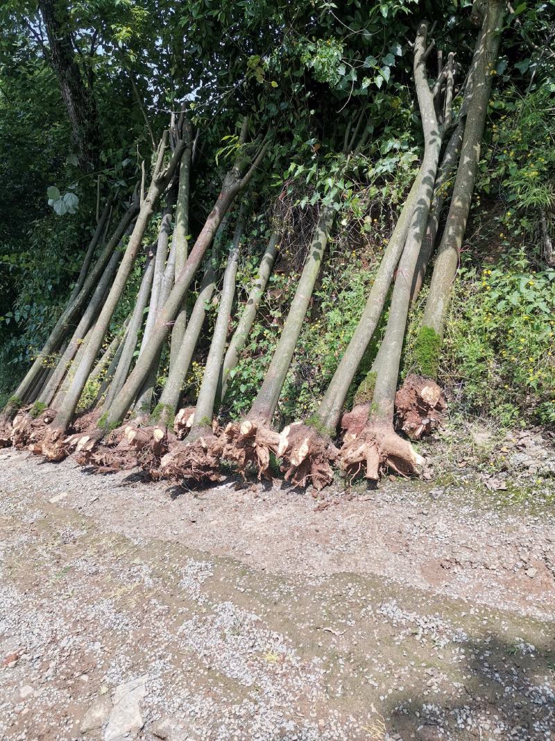 重庆巴南区栾树批发各种规格量大价格美丽