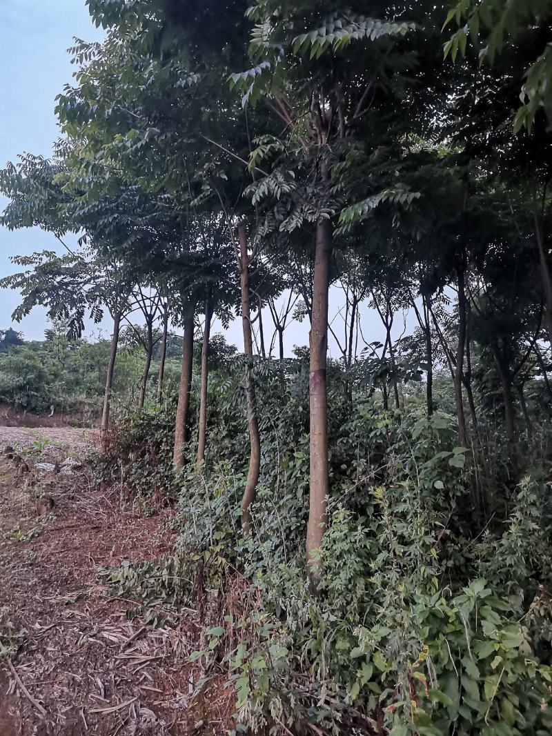 重庆巴南区栾树批发各种规格量大价格美丽