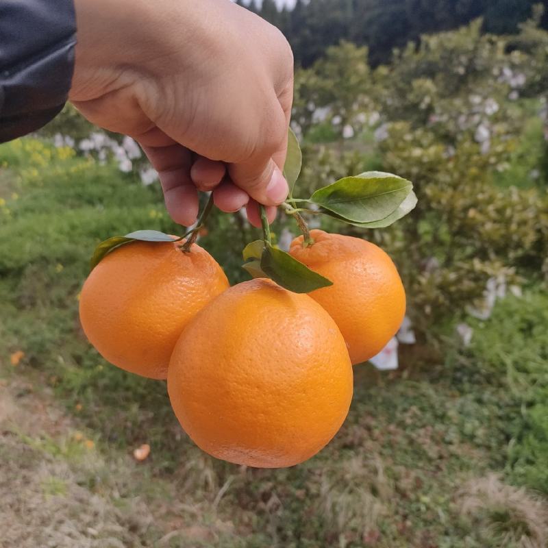 【热卖】纯甜耙耙柑商品货电商货产地精品保质保量欢迎