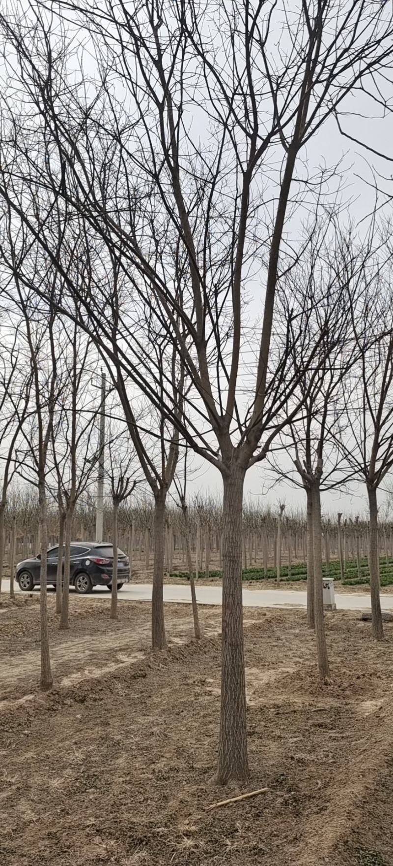 白蜡，国槐，各种规格常年供应