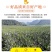海南金钻凤梨菠萝香水台农16号凤梨当季新鲜水果大果10斤