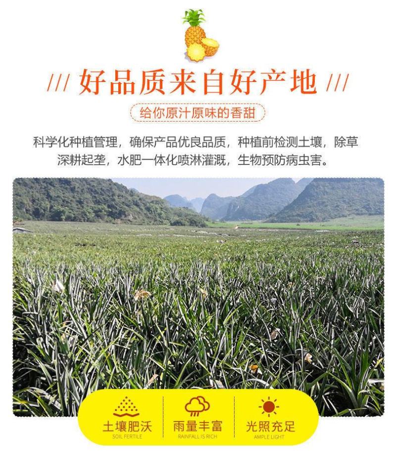 海南金钻凤梨菠萝香水台农16号凤梨当季新鲜水果大果10斤