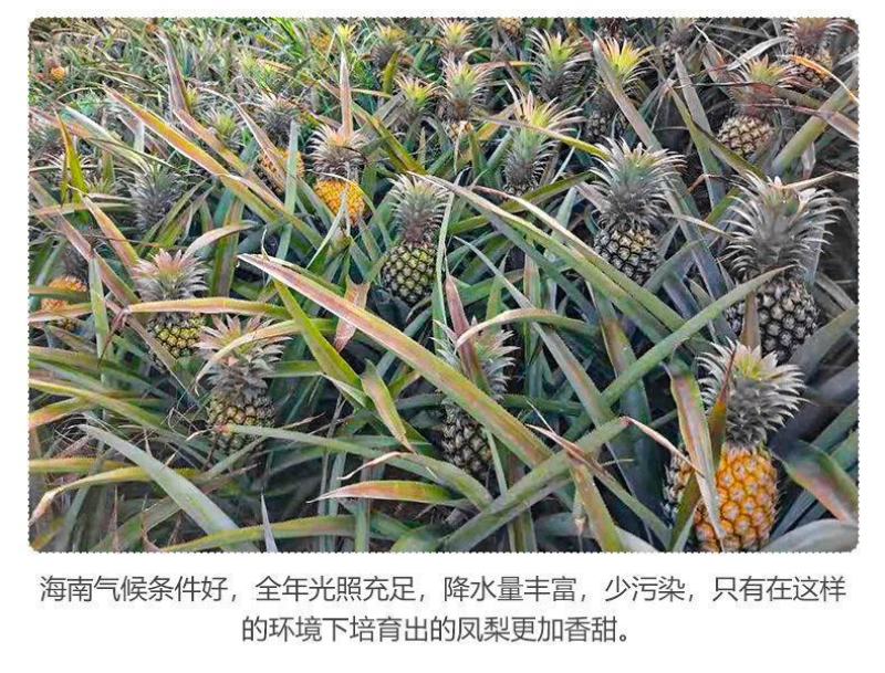 海南金钻凤梨菠萝香水台农16号凤梨当季新鲜水果大果10斤
