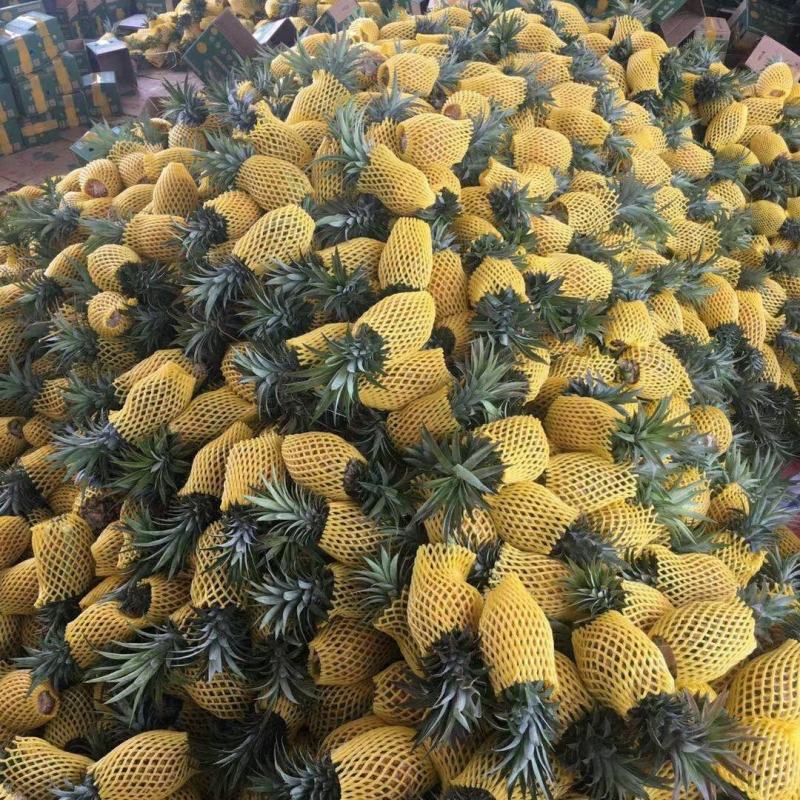 海南金钻凤梨菠萝香水台农16号凤梨当季新鲜水果大果10斤