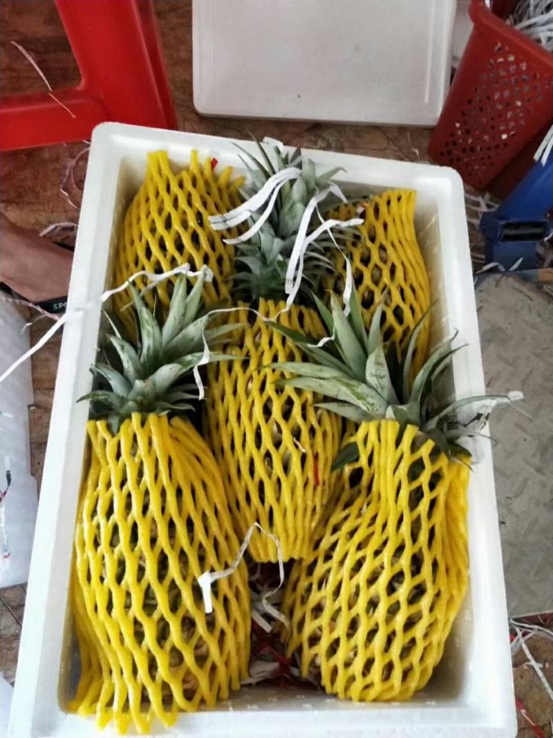 海南金钻凤梨菠萝香水台农16号凤梨当季新鲜水果大果10斤