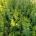 批发迎春花，迎春供应20公分到60公分多分支迎春花
