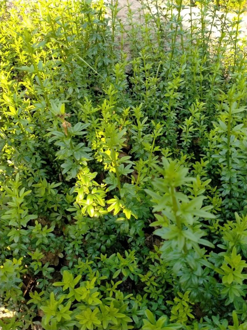 批发迎春花，迎春供应20公分到60公分多分支迎春花