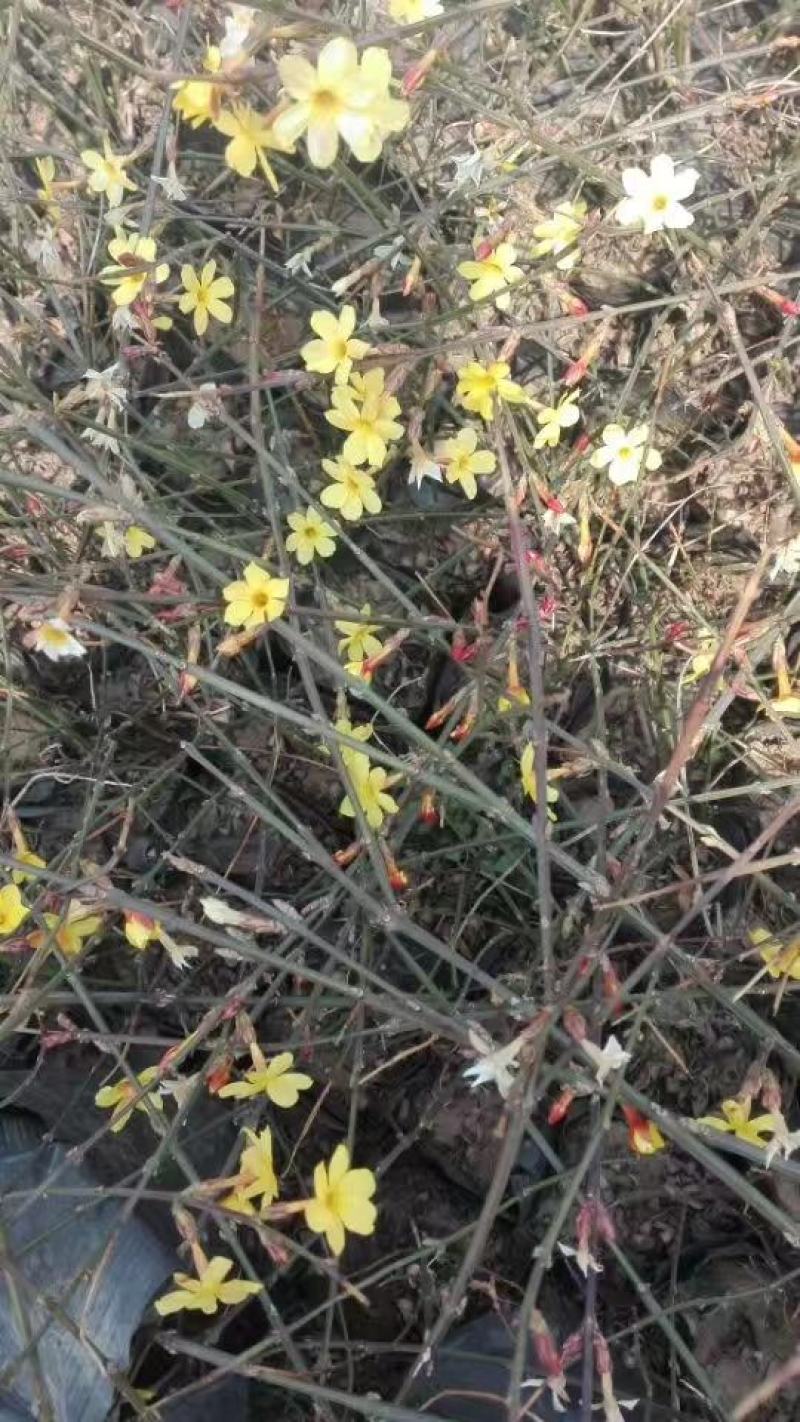 批发迎春花，迎春供应20公分到60公分多分支迎春花