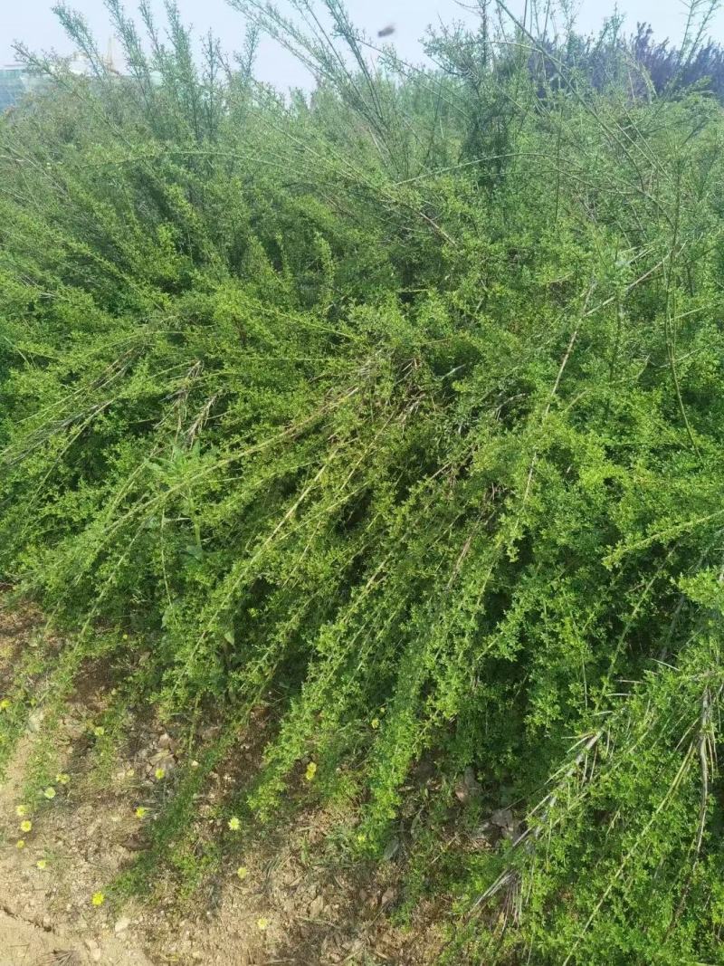 批发迎春花，迎春供应20公分到60公分多分支迎春花