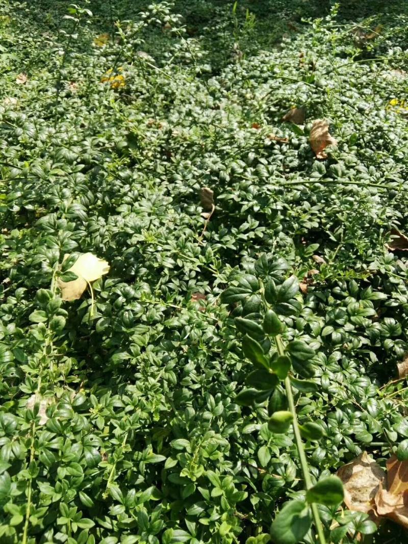 批发迎春花，迎春供应20公分到60公分多分支迎春花