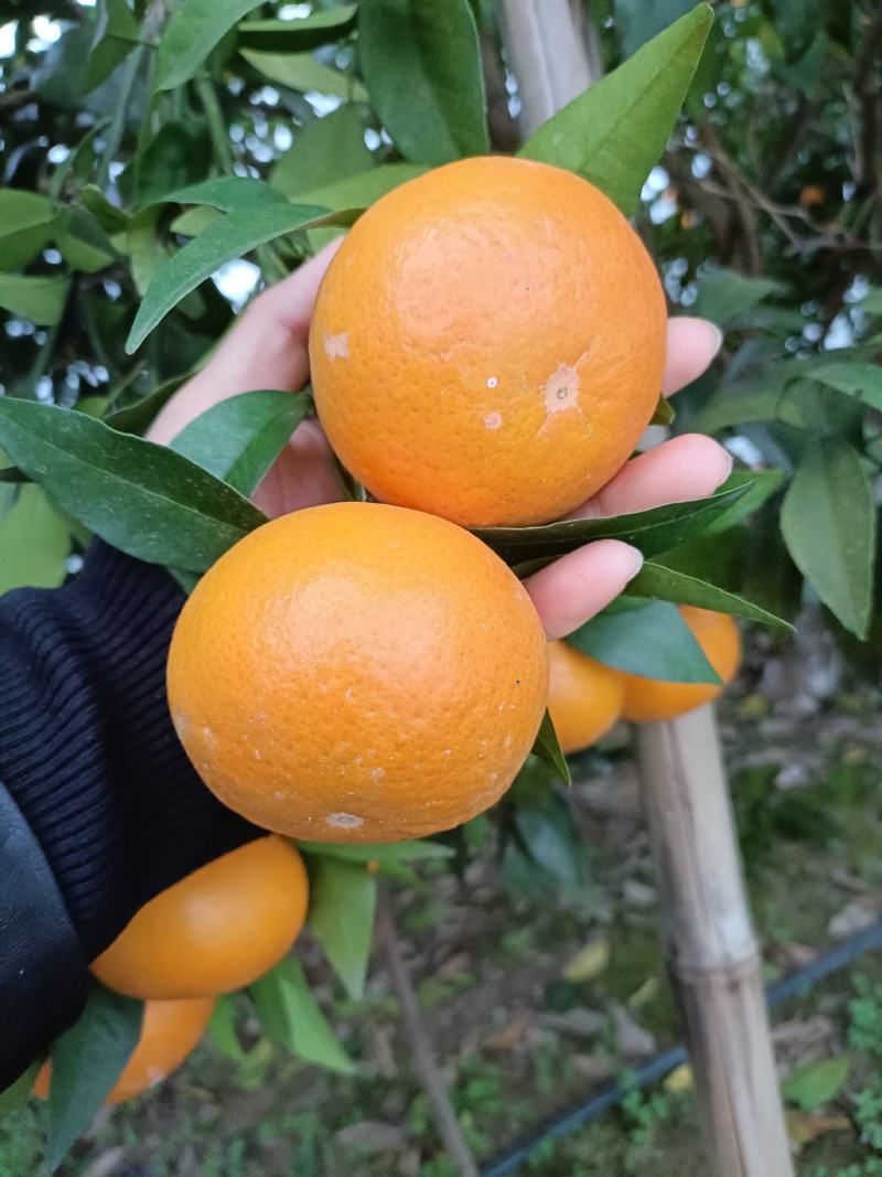 广西桂林全州沃柑甜中带脆，甜蜜蜜，果面干净