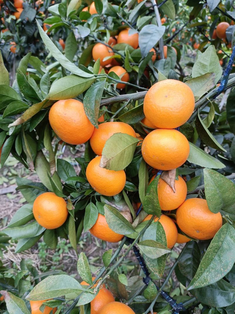 广西桂林全州沃柑甜中带脆，甜蜜蜜，果面干净