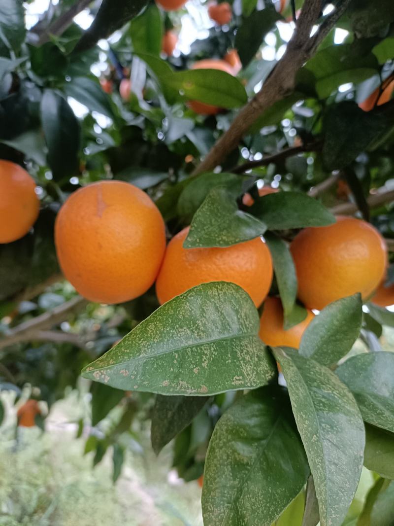 广西桂林全州沃柑甜中带脆，甜蜜蜜，果面干净