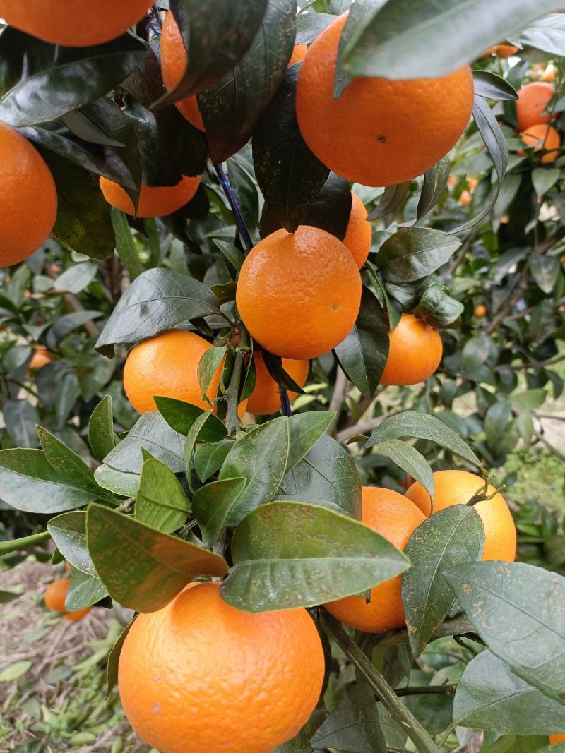 广西桂林全州沃柑甜中带脆，甜蜜蜜，果面干净