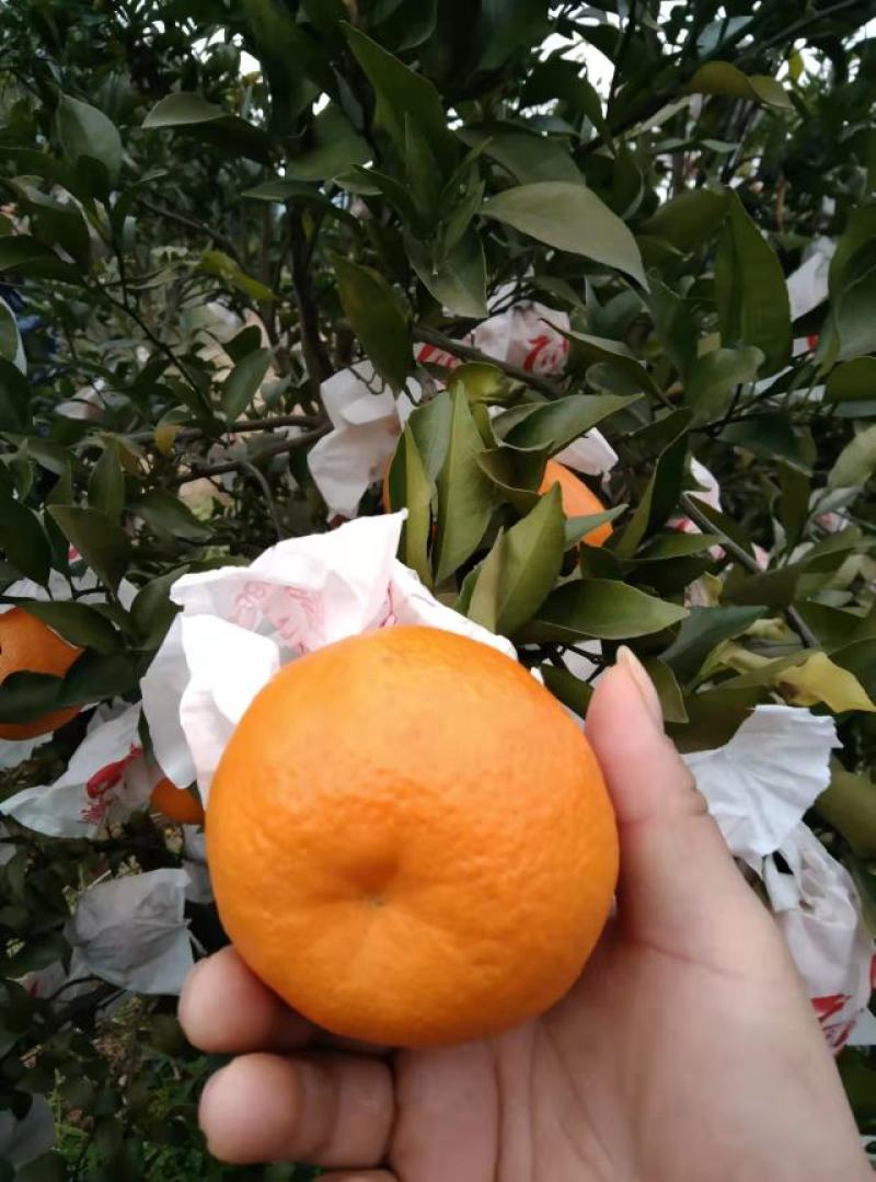 【热卖】纯甜耙耙柑商品货电商货产地精品保质保量欢迎