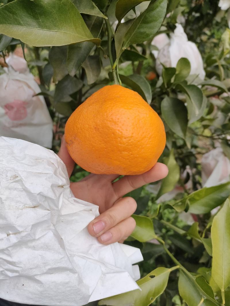 【热卖】纯甜耙耙柑商品货电商货产地精品保质保量欢迎