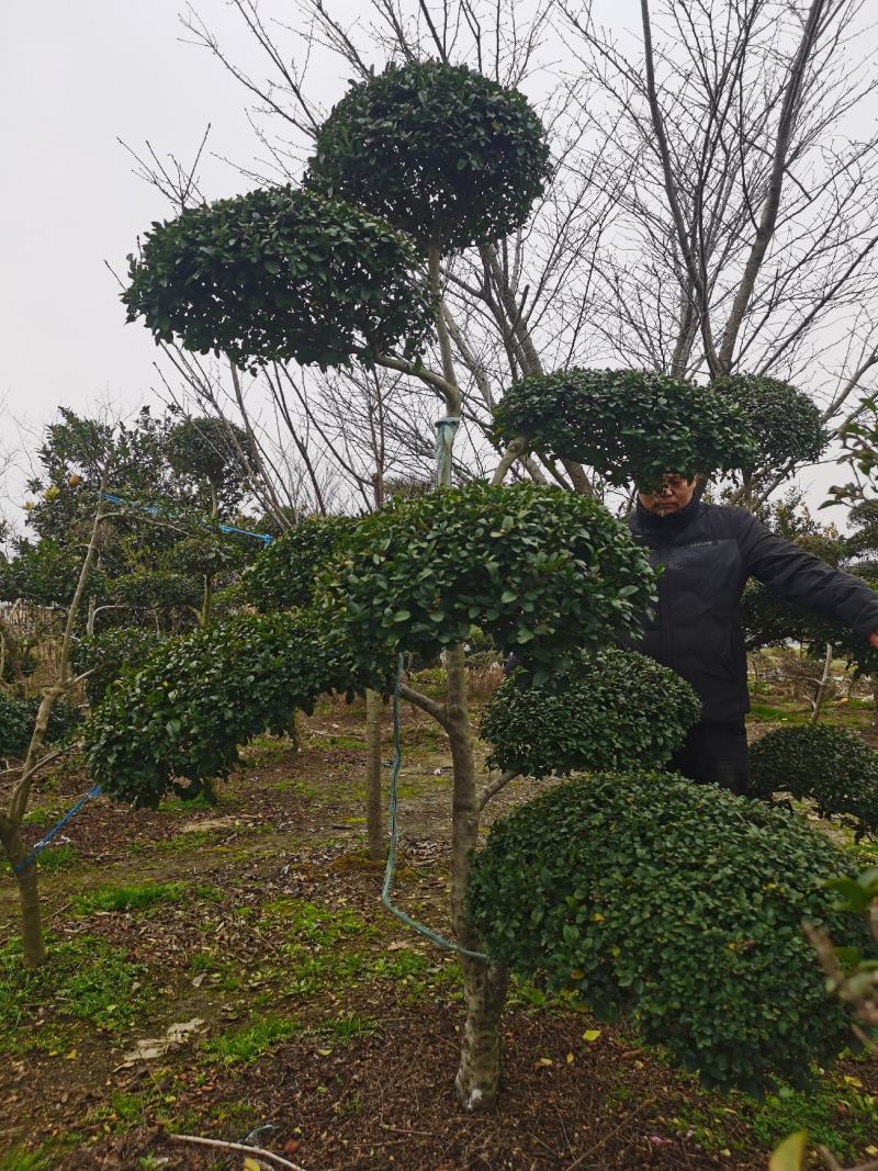 造型小叶女贞，各种规格