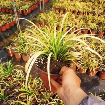 花镜植物，英国山麦冬