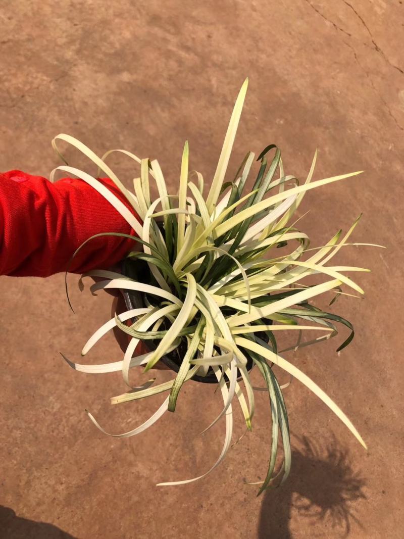 花镜植物，英国山麦冬