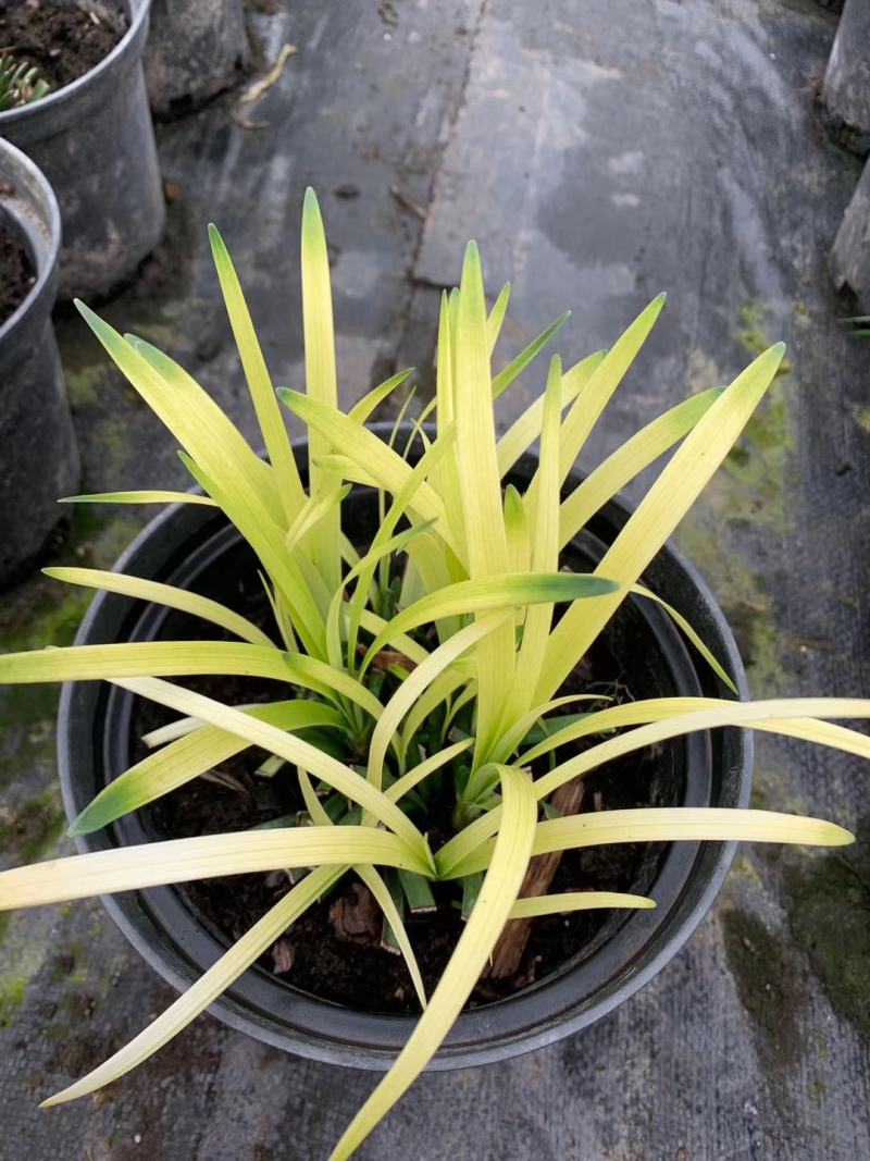 花镜植物，英国山麦冬