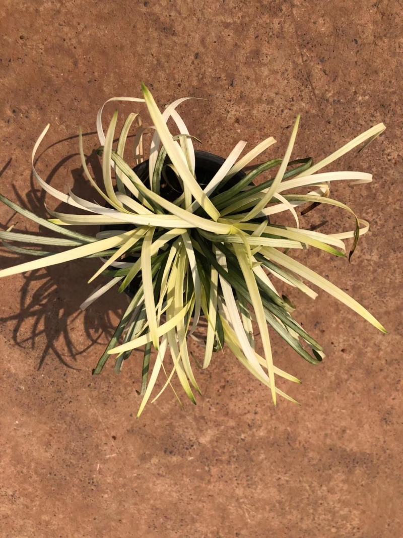 花镜植物，英国山麦冬