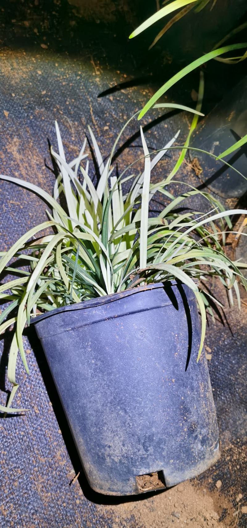 花镜植物，英国山麦冬