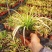 花镜植物，英国山麦冬